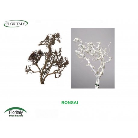 BONSAI NATURAL WHITE AND COLORED