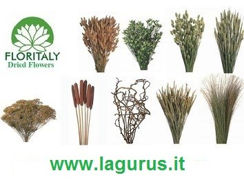 lagurus