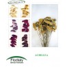 ACHILLEA