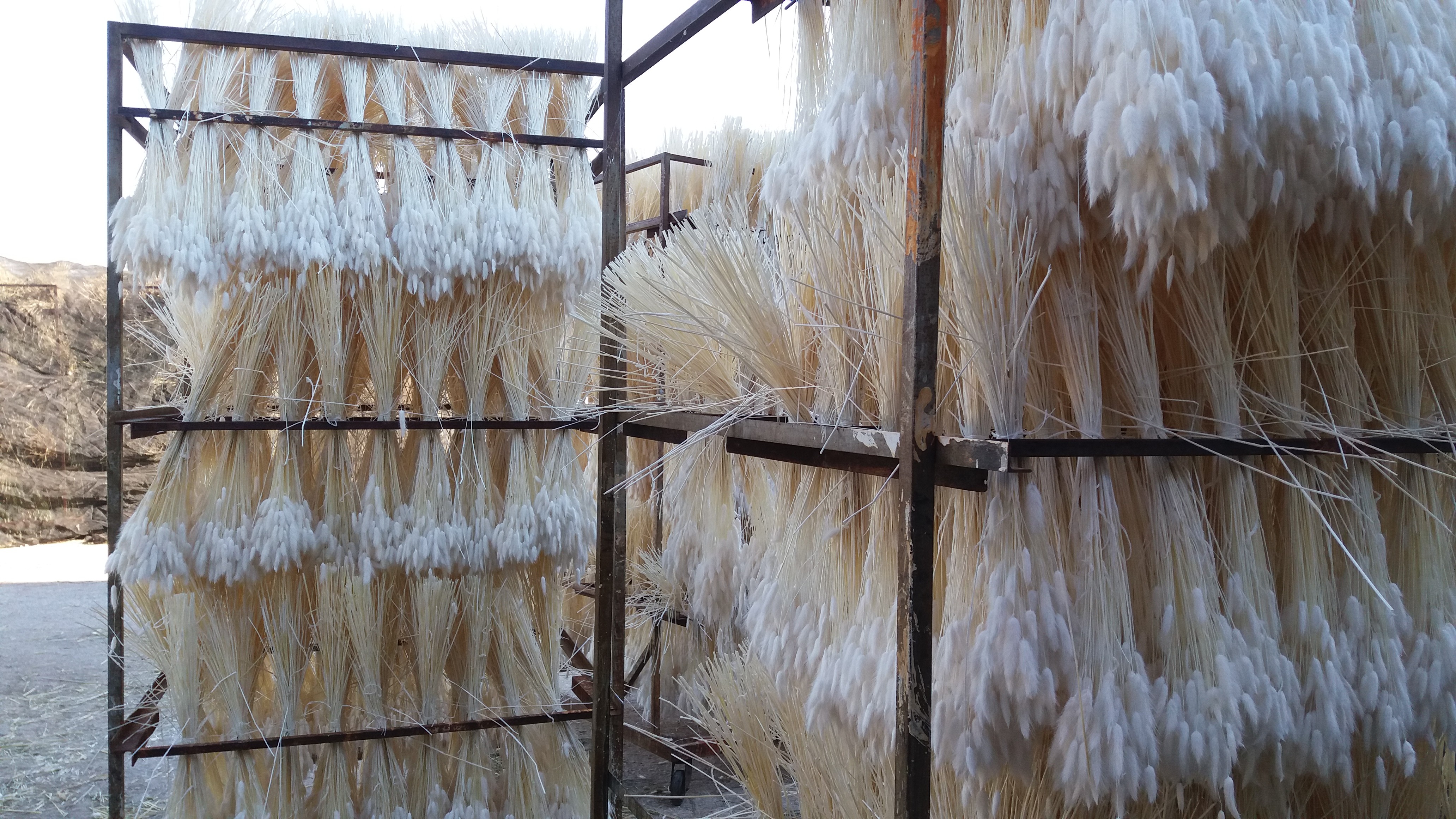 LAGURUS2